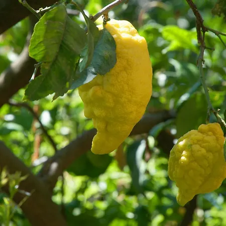 Hotel La Casa Sul Blu Diffuso 3*